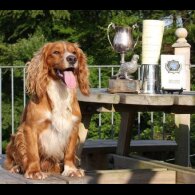 Cocker Spaniel (Working &amp; Show) - Dogs