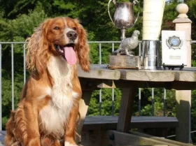 Cocker Spaniel (Show) - Dogs