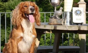 Cocker Spaniel (Show) - Dogs