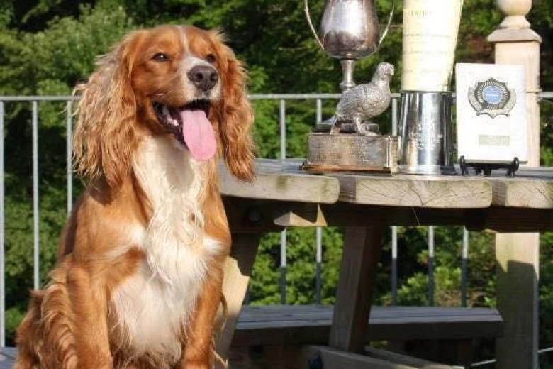Cocker Spaniel (Show) - Dogs