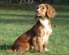 Cocker Spaniel (Show) - Dogs