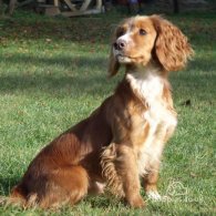 Cocker Spaniel (Working & Show) - Dogs