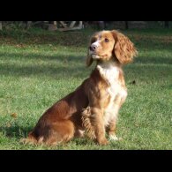 Cocker Spaniel (Working &amp; Show) - Dogs