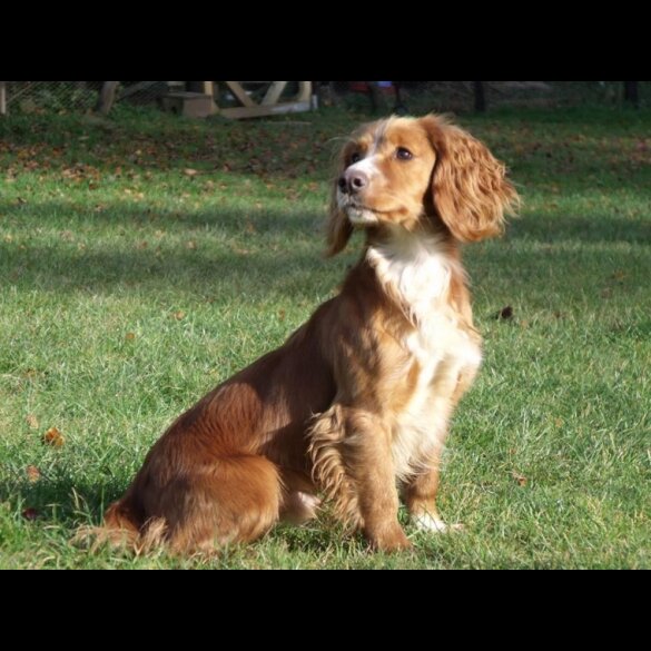 Cocker Spaniel (Working &amp; Show) - Dogs