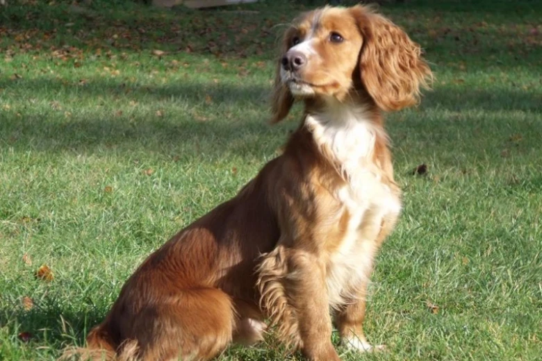 Cocker Spaniel (Show) - Dogs