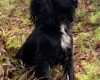 Cocker Spaniel (Show) - Dogs