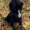 Cocker Spaniel (Show) - Dogs