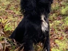 Cocker Spaniel (Show) - Dogs