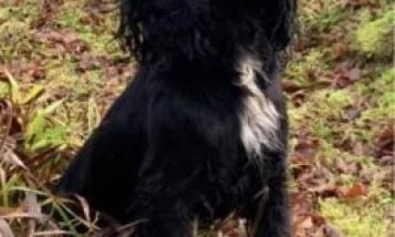 Cocker Spaniel (Show) - Dogs