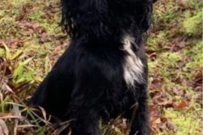 Cocker Spaniel (Show) - Dogs