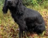 Cocker Spaniel (Show) - Dogs