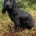 Cocker Spaniel (Show) - Dogs