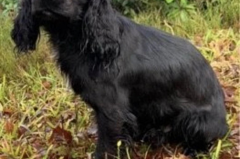Cocker Spaniel (Show) - Dogs