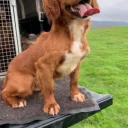 Cocker Spaniel (Show) - Dogs