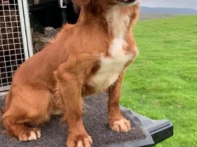 Cocker Spaniel (Show) - Dogs