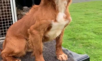 Cocker Spaniel (Show) - Dogs
