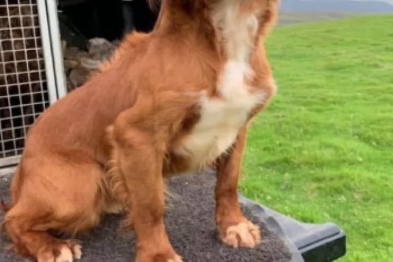 Cocker Spaniel (Show) - Dogs