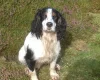Cocker Spaniel (Show) - Dogs