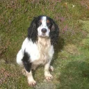 Cocker Spaniel (Show) - Dogs