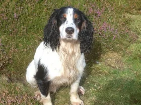 Cocker Spaniel (Show) - Dogs