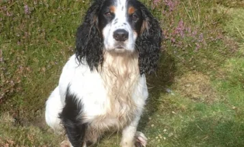 Cocker Spaniel (Show) - Dogs