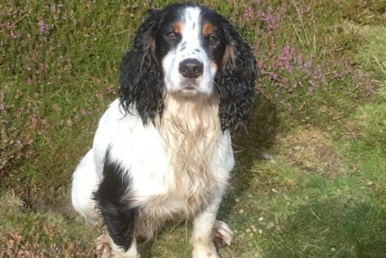 Cocker Spaniel (Show) - Dogs