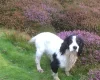 Cocker Spaniel (Show) - Dogs