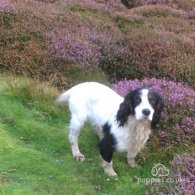 Cocker Spaniel (Working & Show) - Dogs