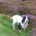 Cocker Spaniel (Show) - Dogs