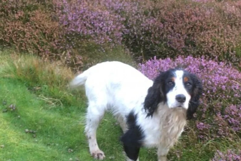 Cocker Spaniel (Show) - Dogs