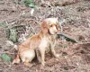 Cocker Spaniel (Show) - Dogs