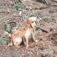 Cocker Spaniel (Working & Show) - Dogs