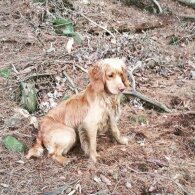 Cocker Spaniel (Working &amp; Show) - Dogs