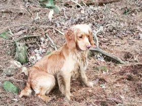 Cocker Spaniel (Show) - Dogs