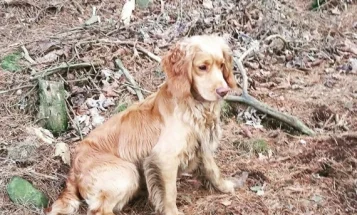 Cocker Spaniel (Show) - Dogs