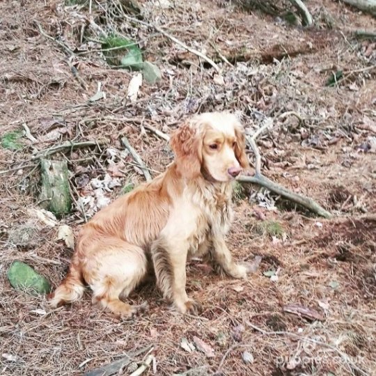 Cocker Spaniel (Working & Show) - Dogs