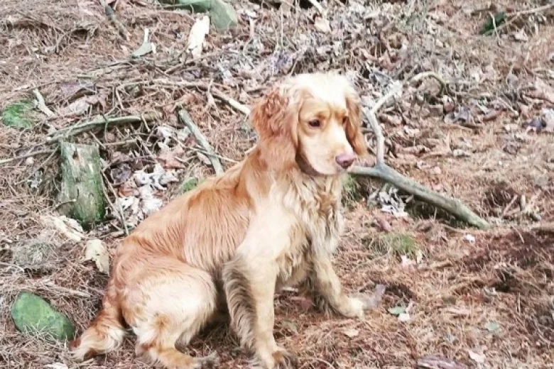 Cocker Spaniel (Show) - Dogs