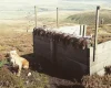 Cocker Spaniel (Show) - Dogs