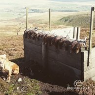 Cocker Spaniel (Working & Show) - Dogs