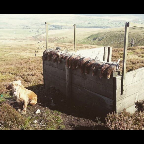 Cocker Spaniel (Working &amp; Show) - Dogs