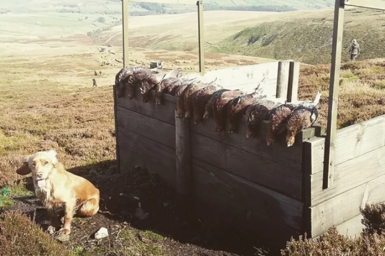 Cocker Spaniel (Show) - Dogs