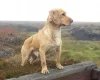 Cocker Spaniel (Show) - Dogs