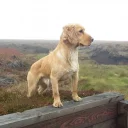 Cocker Spaniel (Show) - Dogs