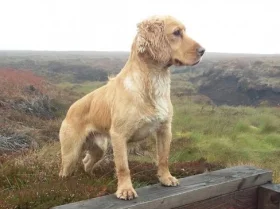 Cocker Spaniel (Show) - Dogs