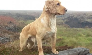 Cocker Spaniel (Show) - Dogs
