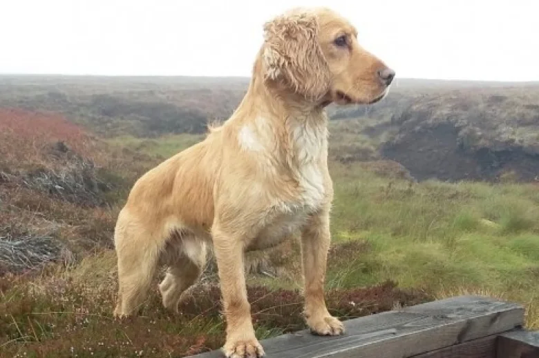 Cocker Spaniel (Show) - Dogs