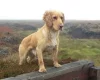 Cocker Spaniel (Show) - Dogs