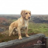 Cocker Spaniel (Working & Show) - Dogs