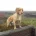 Cocker Spaniel (Show) - Dogs