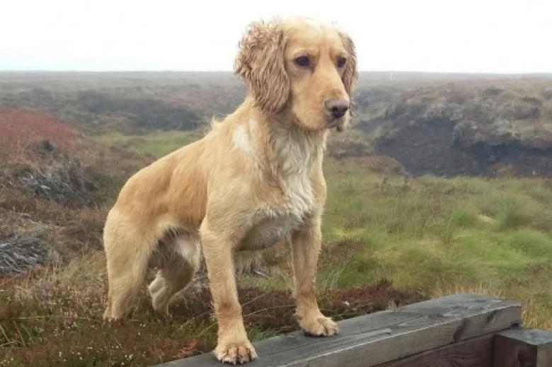 Cocker Spaniel (Show) - Dogs